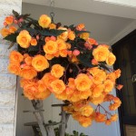 B. ‘Shining Gold’